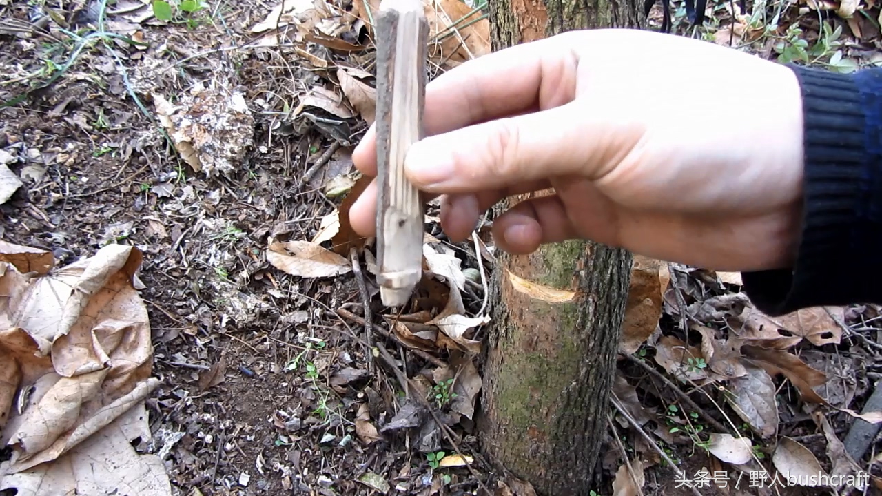 荒野求生实用的野鸡兔子脖套陷阱