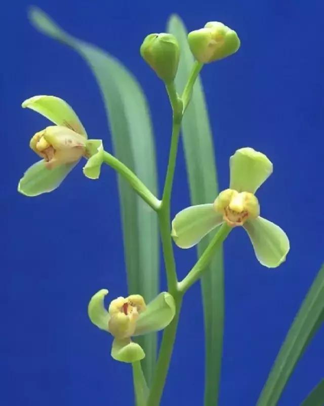 四季兰用什么盆栽最好看,四季兰花期养护