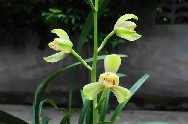 四季兰用什么盆栽最好看,四季兰花期养护