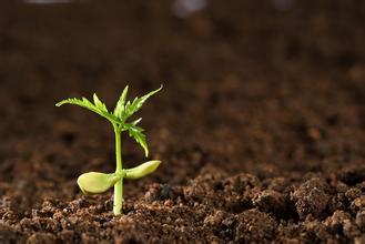 植物被紫外线晒伤怎么救活,植物晒伤