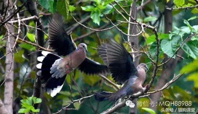 动物百科视频大全40分钟,动物百科第一期鸟类