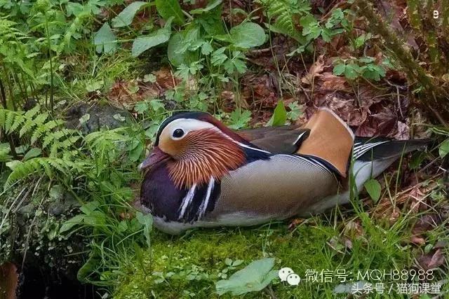 动物百科视频大全40分钟,动物百科第一期鸟类