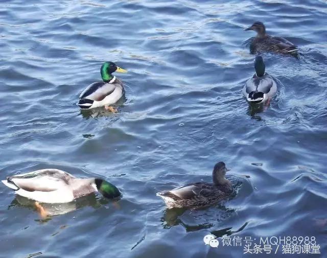 动物百科视频大全40分钟,动物百科第一期鸟类