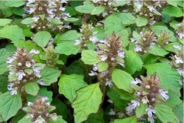 身边常见草药图片及价格,身边最常见的中草药图片大全