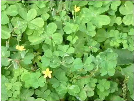 身边常见草药图片及价格,身边最常见的中草药图片大全