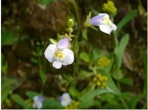 身边常见草药图片及价格,身边最常见的中草药图片大全