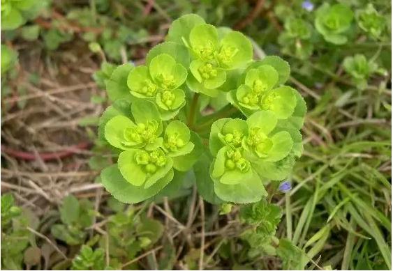 身边常见草药图片及价格,身边最常见的中草药图片大全