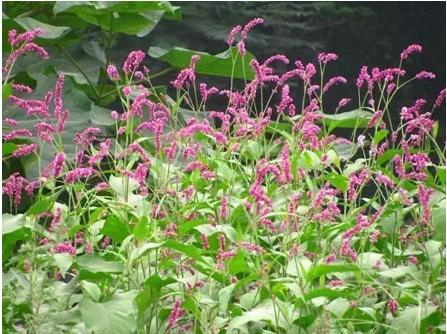 身边常见草药图片及价格,身边最常见的中草药图片大全