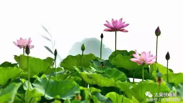 淮阳龙湖风景区荷花几月盛开,龙湖赏荷旅游月启幕