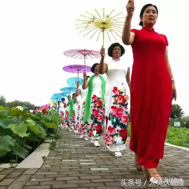 淮阳龙湖风景区荷花几月盛开,龙湖赏荷旅游月启幕