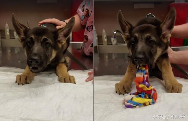 咋啥都吃得下呢？调皮狗子不舒服，饲主带去兽医院吐出一堆气球！