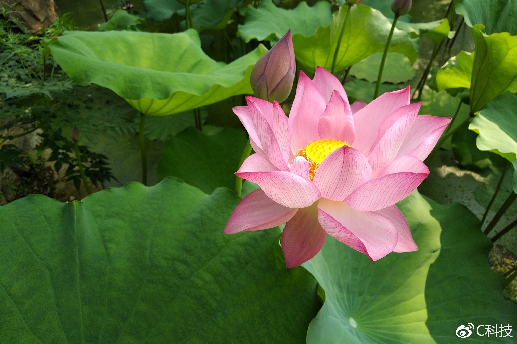 黑莓keyone国行版正式发布,全键盘真情怀黑莓keyone上手体验