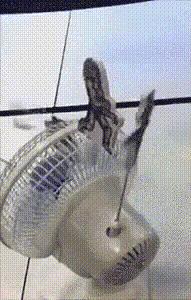 一招教你神龙摆尾,一招神龙摆尾