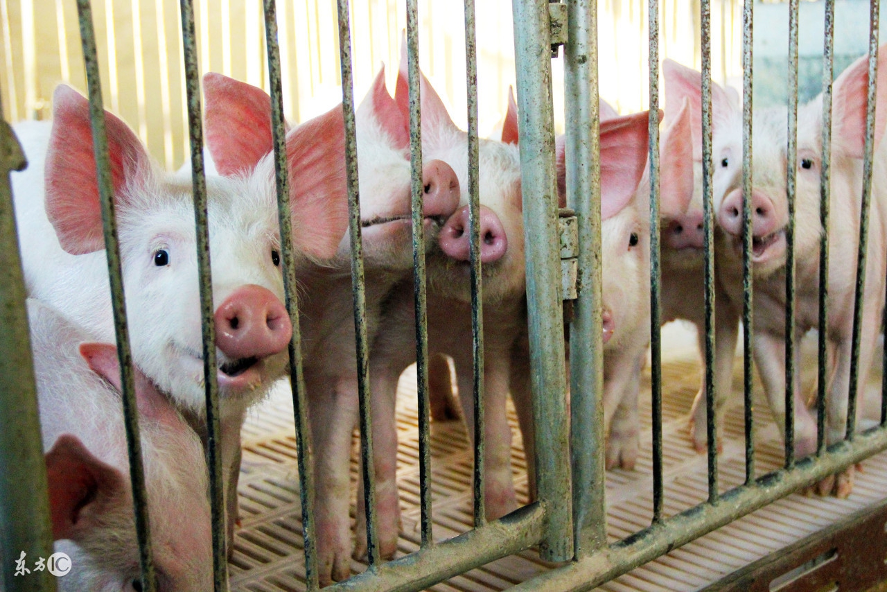 猪病预警;夏秋交接猪皮肤病!