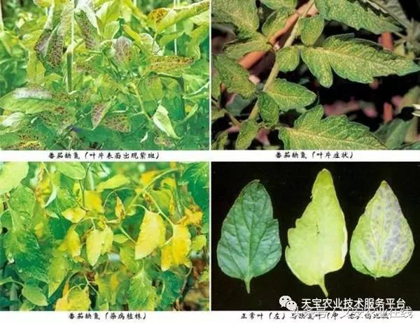 完整的土壤知识快收藏吧,土壤肥料基础知识