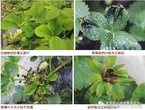 完整的土壤知识快收藏吧,土壤肥料基础知识