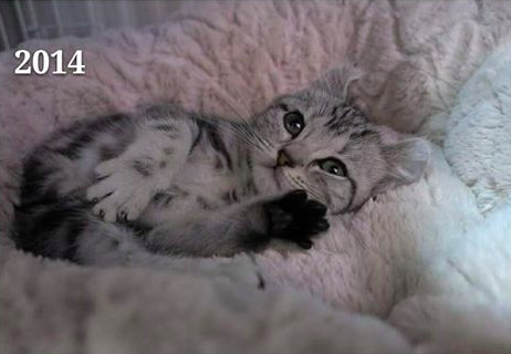 猫咪钻进细缝里怎样才能出来,怎么让猫咪进到大纸箱里面