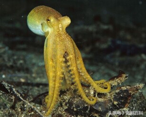 墨鱼的营养价值墨鱼的功效与作用墨鱼和鱿鱼的区别