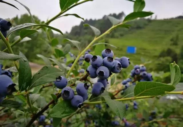 贵阳这个季节水果采摘线路，错过又要等一年