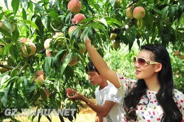 贵阳这个季节水果采摘线路，错过又要等一年