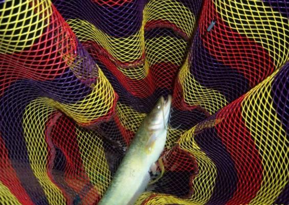 夜钓鱼有什么危害,夜钓的十个秘诀