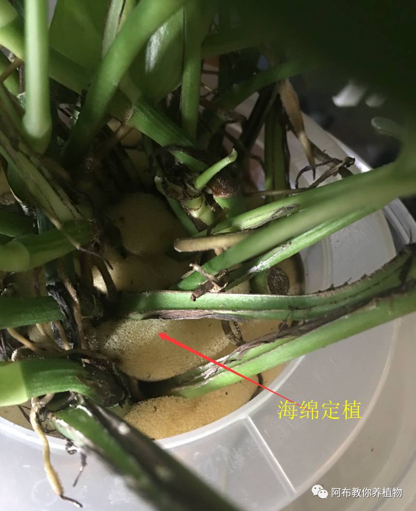 绿萝绿植怎么养活得快一点,绿萝绿植养护技巧图解大全