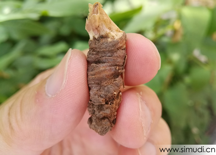 秦岭深山中药材灯台七、七叶一枝花、重楼