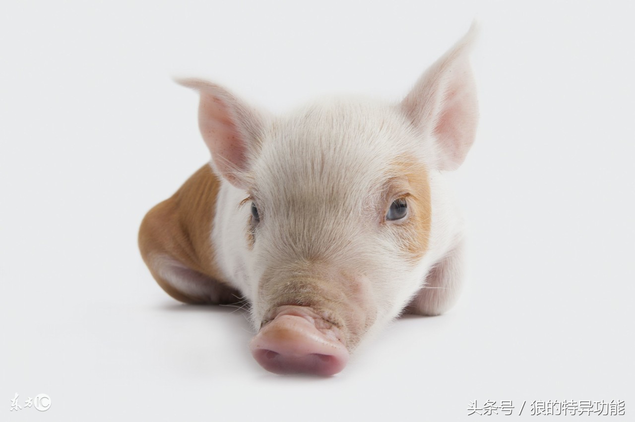 8月属猪运势大揭秘,属猪人4月份运势揭秘