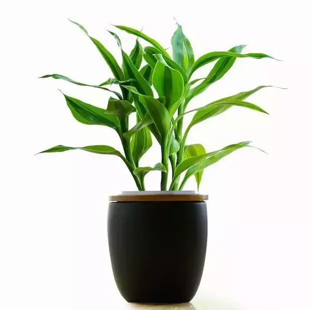 水养绿萝怎么用啤酒养,绿萝水养能用生根粉吗