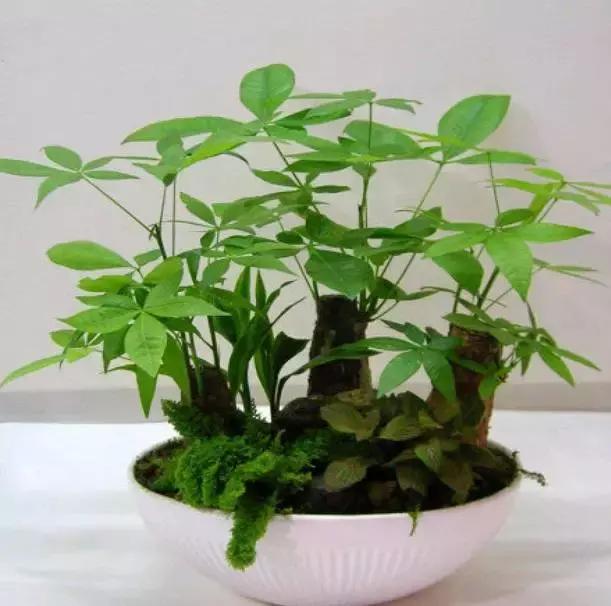 水养绿萝怎么用啤酒养,绿萝水养能用生根粉吗