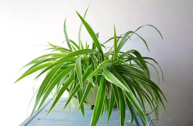 水养绿萝怎么用啤酒养,绿萝水养能用生根粉吗