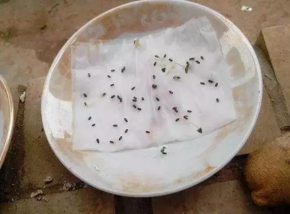 水养绿萝怎么用啤酒养,绿萝水养能用生根粉吗