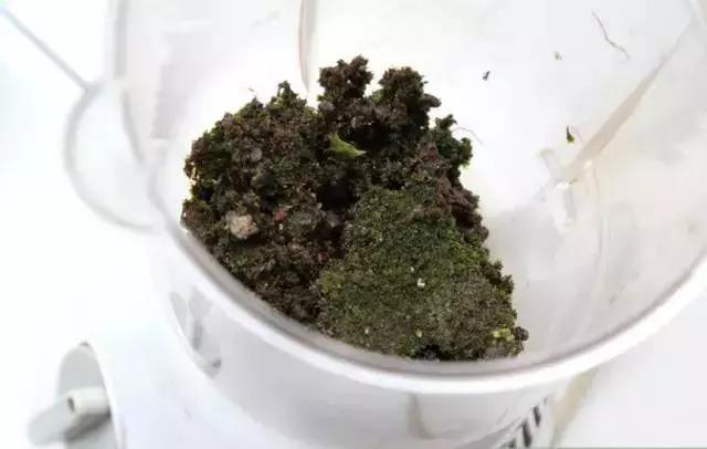 水养绿萝怎么用啤酒养,绿萝水养能用生根粉吗