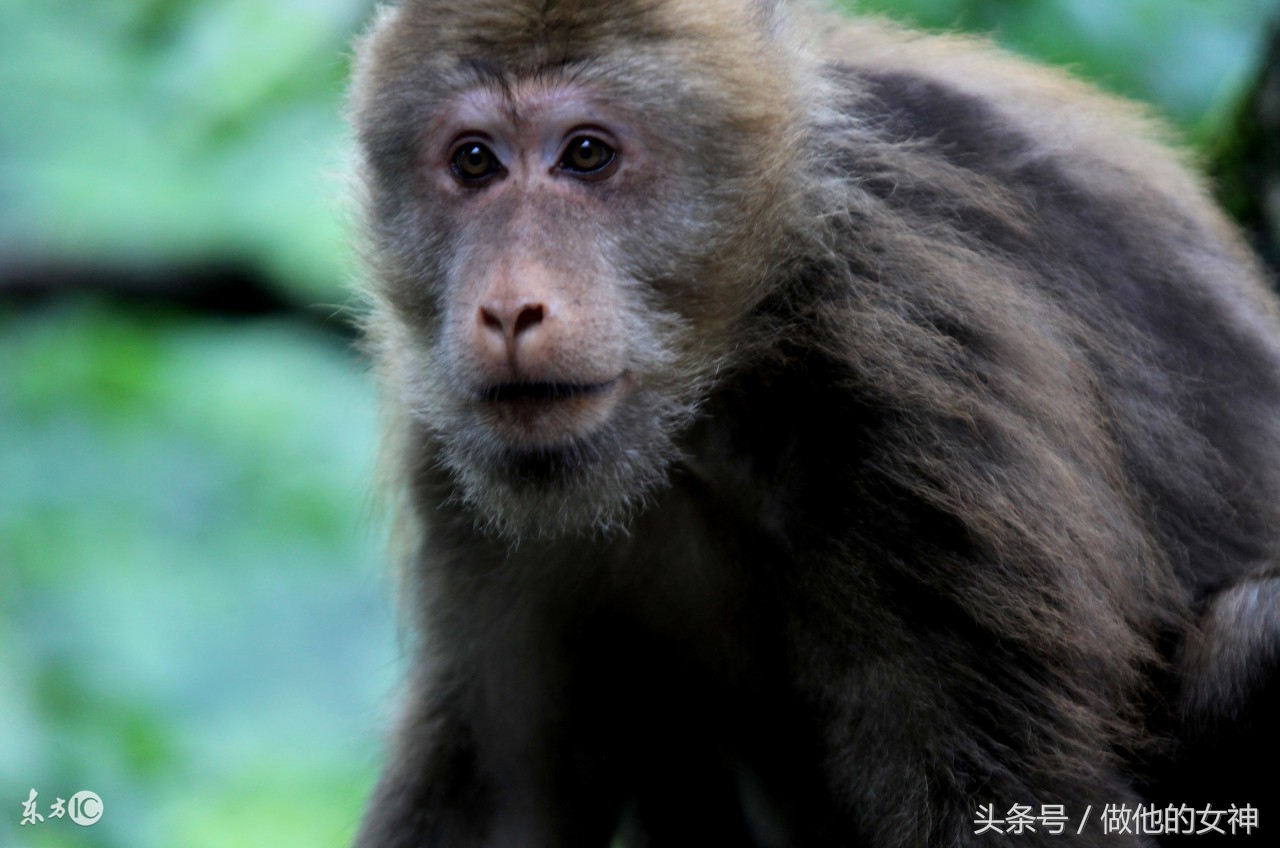生肖猴在明天会遇到什么好事,生肖猴今年有进财之喜