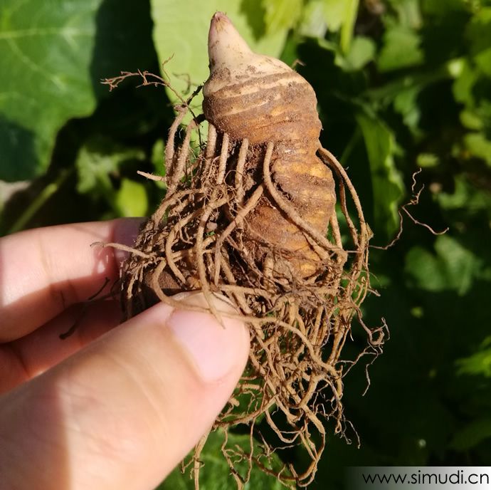 秦岭深山中药材灯台七、七叶一枝花、重楼