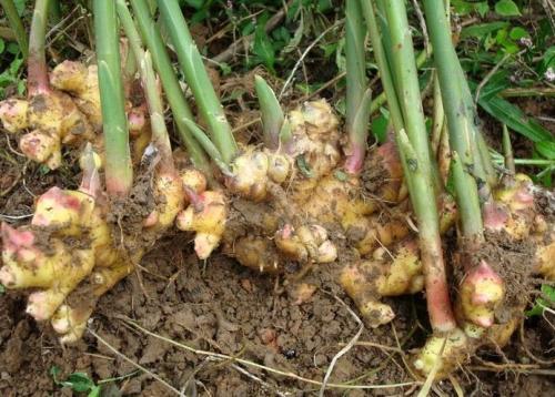 这种蔬菜堪比人参,这种蔬菜堪比菜中人参