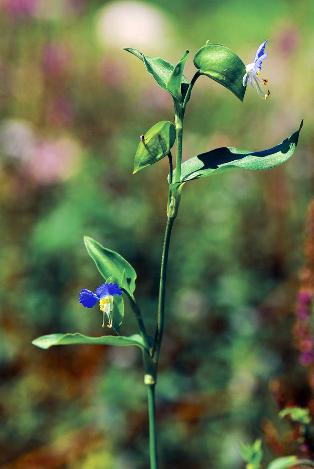 鸭跖草产地,鸭跖草百度