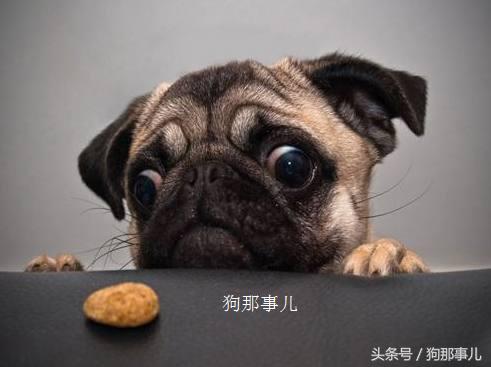 新手养狗必须要买什么狗粮,养狗需要买狗粮吗