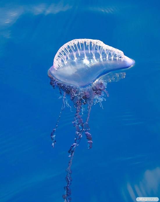梦幻水母视频,梦幻般的水母真迷人