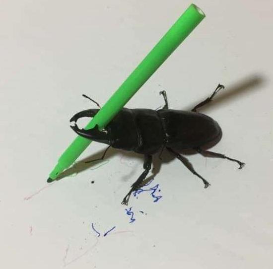 你养的宠物只会花钱,人家日本美女养的宠物会画画,还能挣钱