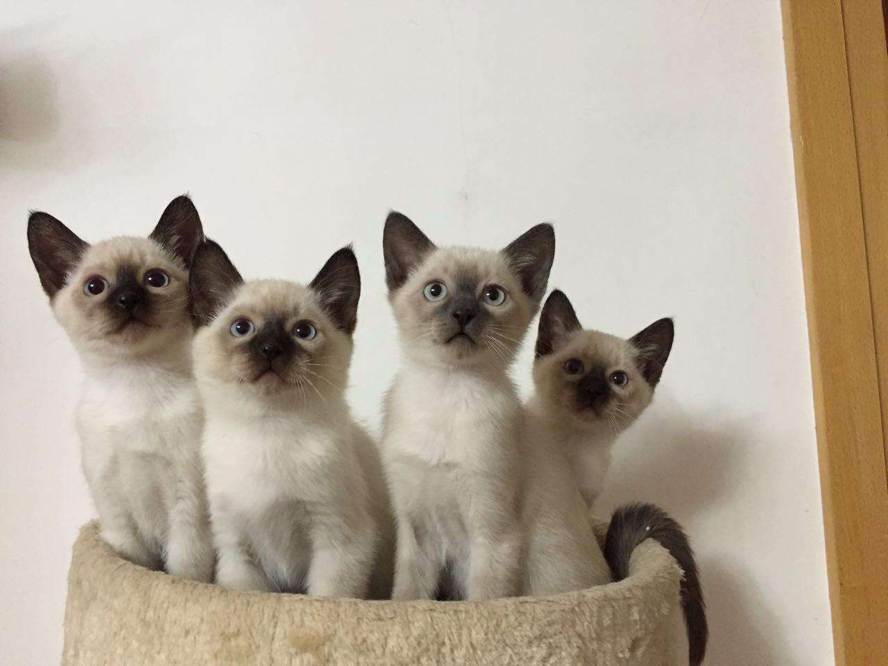 每日一猫暹罗猫,猫界保姆暹罗猫