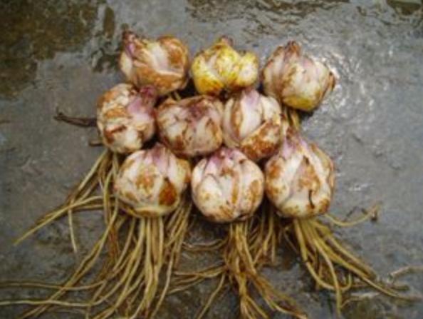 百合百年好合的功效与作用,百合花除了百年好合还有什么寓意