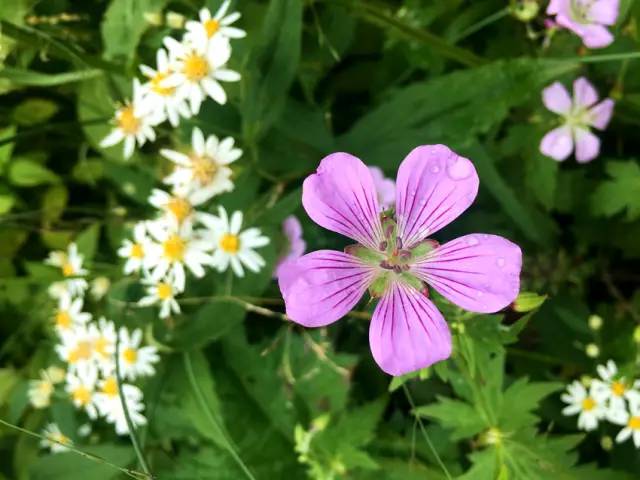 北纬30°神秘之境，在高山草甸、追逐鹿群，这里美的像天堂！