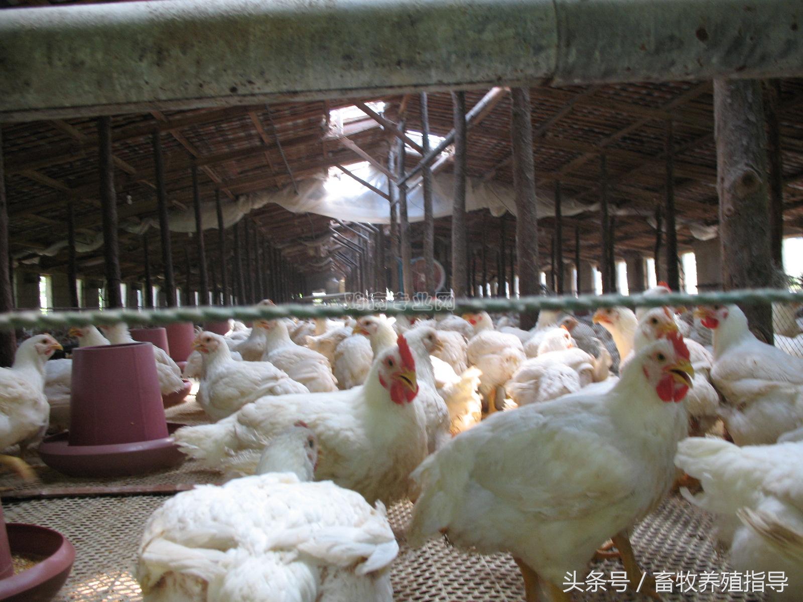 鸡痘能引起鸡白冠病吗,禽痘高发期怎么治疗