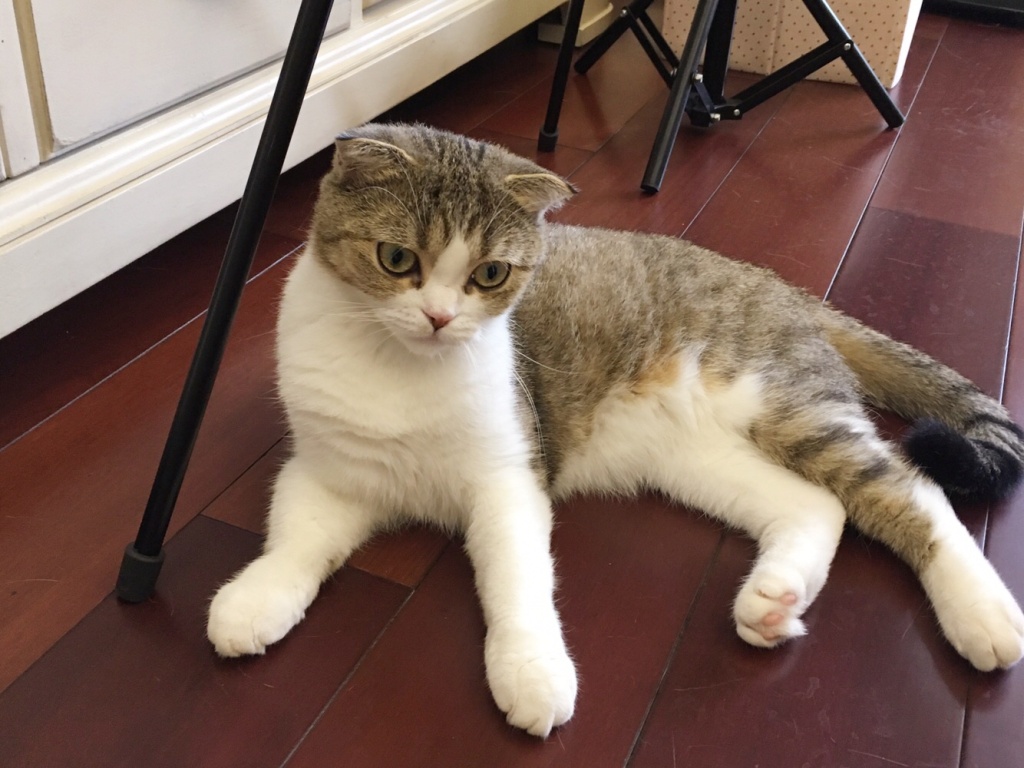 猫咪为什么爱舔小猫屁股,猫咪为啥会舔小猫屁股