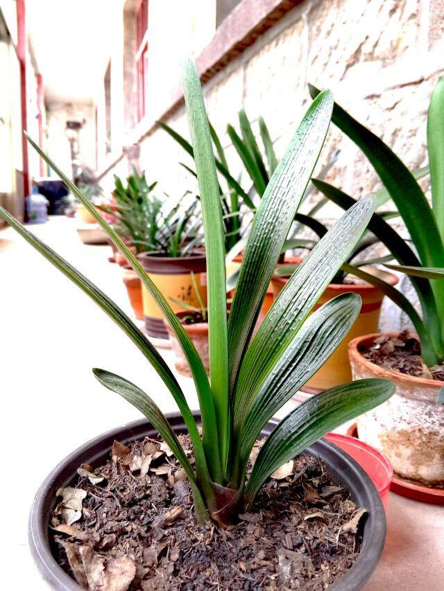 君子兰种子发芽后的种植方法,君子兰种子发芽怎么种植