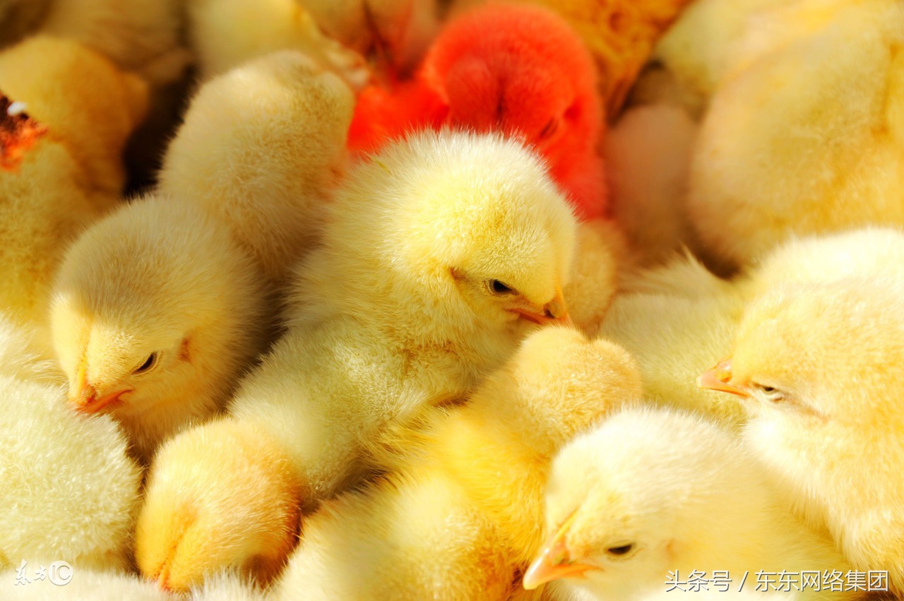 不同品种的鸡混养打架怎么办,自己养的鸡为什么突然打架了