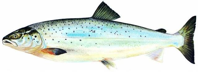 脱发食疗与用药怎样防止脱发,脱发吃什么食物才能治疗