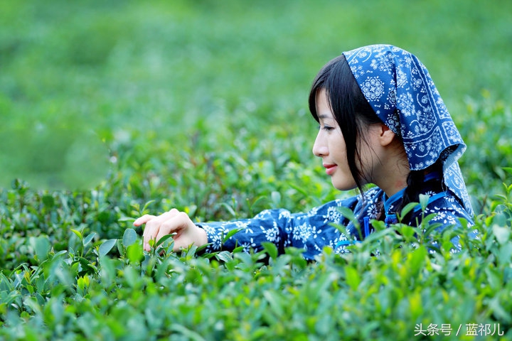 采茶姑娘迷人风采,采茶小妹高清大图