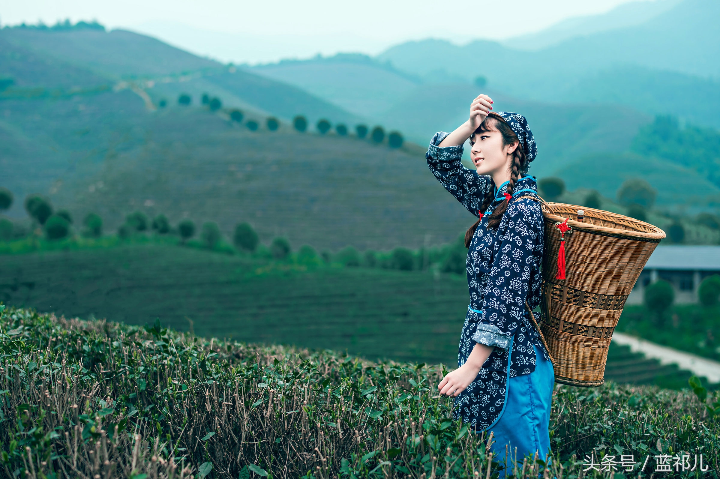 采茶姑娘迷人风采,采茶小妹高清大图